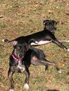 Bordeaux (Bonded Pair with Asti)