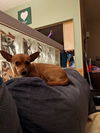Petunia