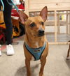 adoptable Dog in morganville, NJ named Theodore (Bonded pair with Alvin)