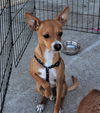 adoptable Dog in  named Alvin (Bonded pair with Theodore)