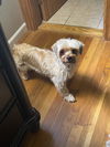 Buttons (Bonded Pair with Loki)
