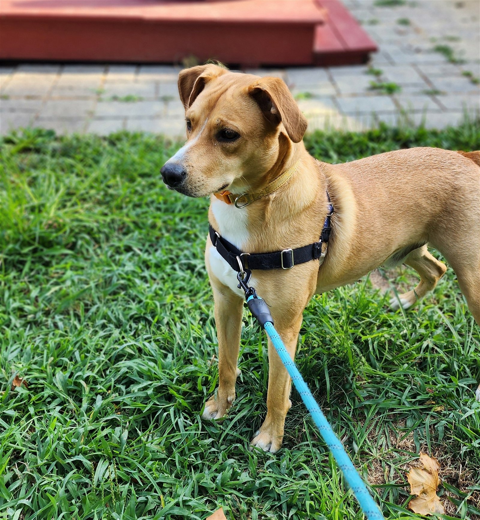 adoptable Dog in Morganville, NJ named Henry