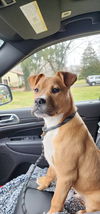 Scooby