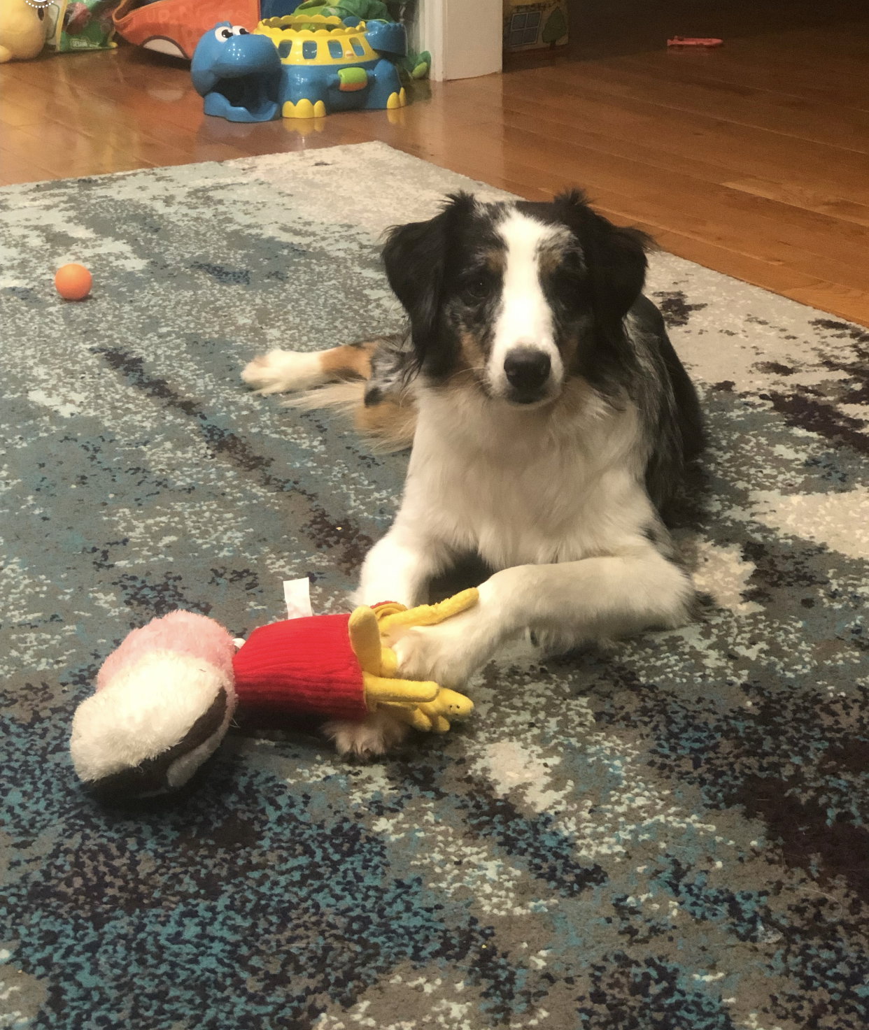 Dog for Adoption Wally Courtesy Post, a Australian Shepherd in Long