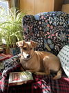 Dolce