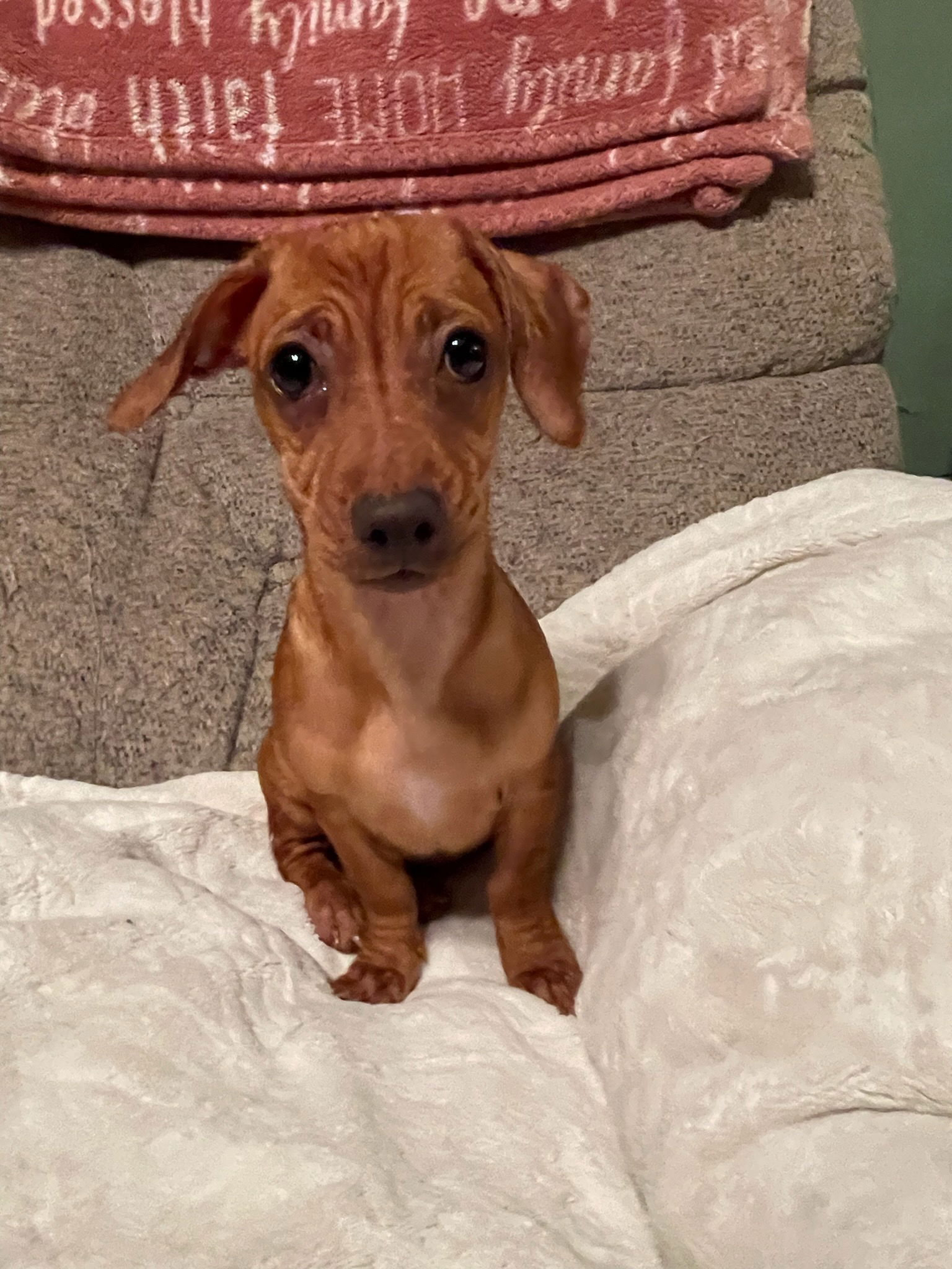 dog-for-adoption-tiny-a-dachshund-in-linden-nj-alpha-paw