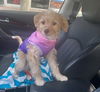 Daisy Lou