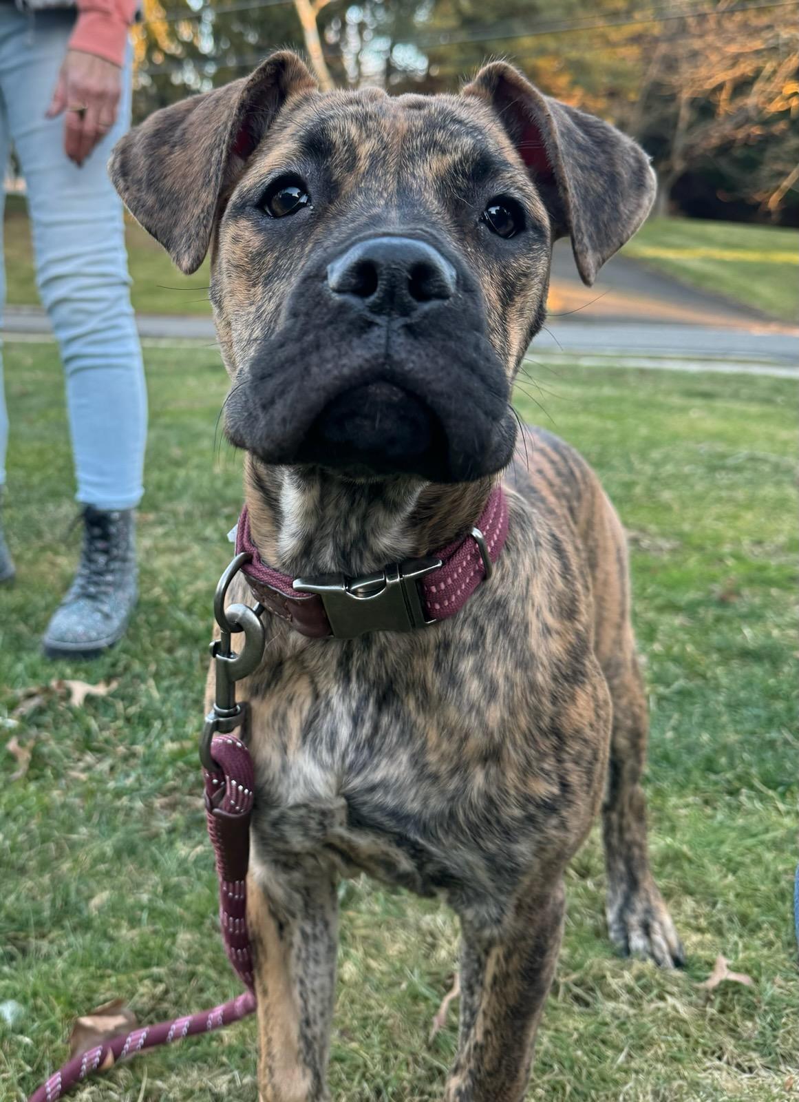 Dog for Adoption Zelda, a Cane Corso Mastiff in Cinnaminson, NJ