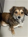 adoptable Dog in  named Daphne