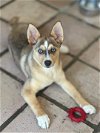 adoptable Dog in , NJ named Kaelie