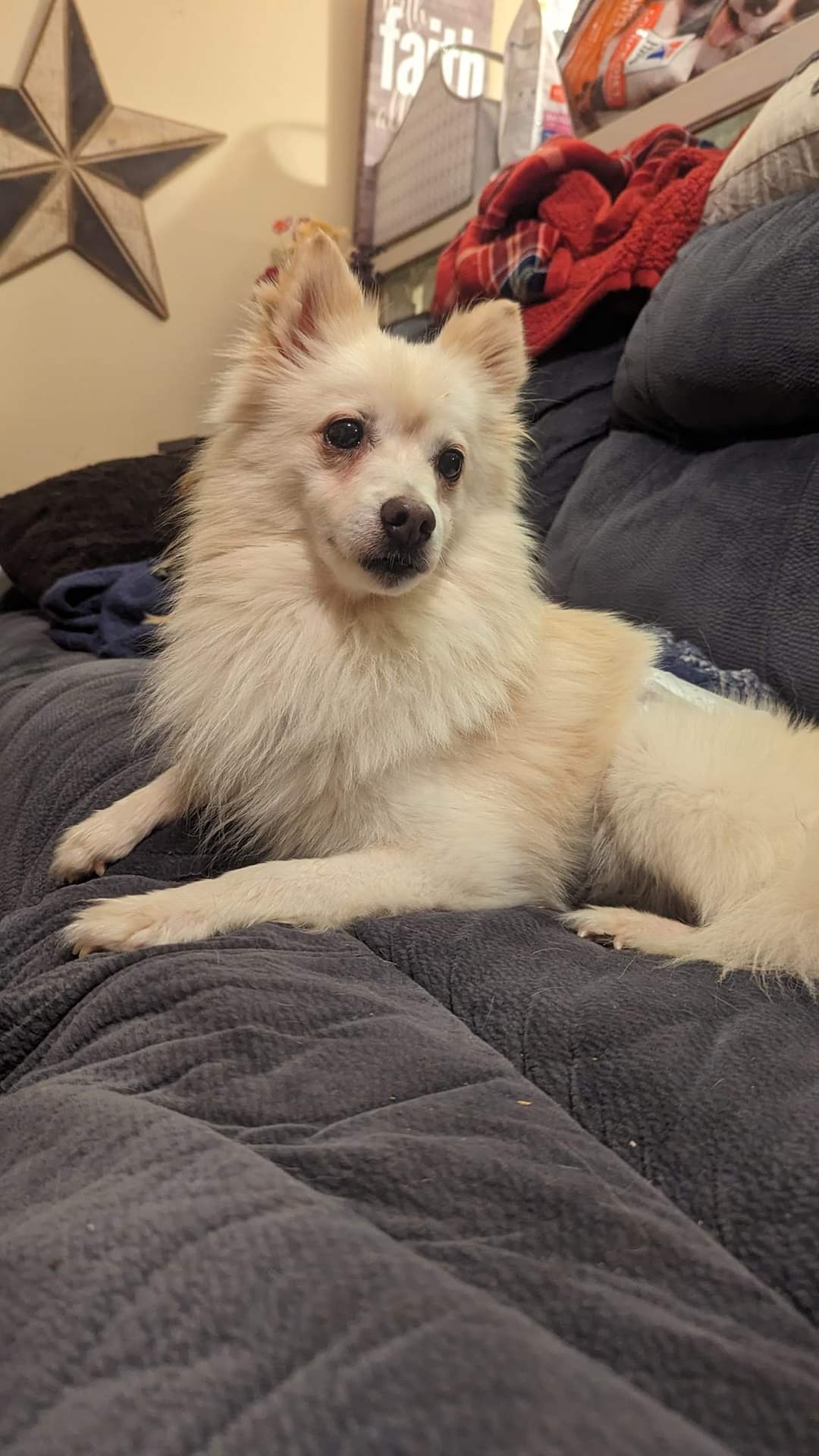 Dog for Adoption - Simba, a Pomeranian in Queens, NY | Alpha Paw