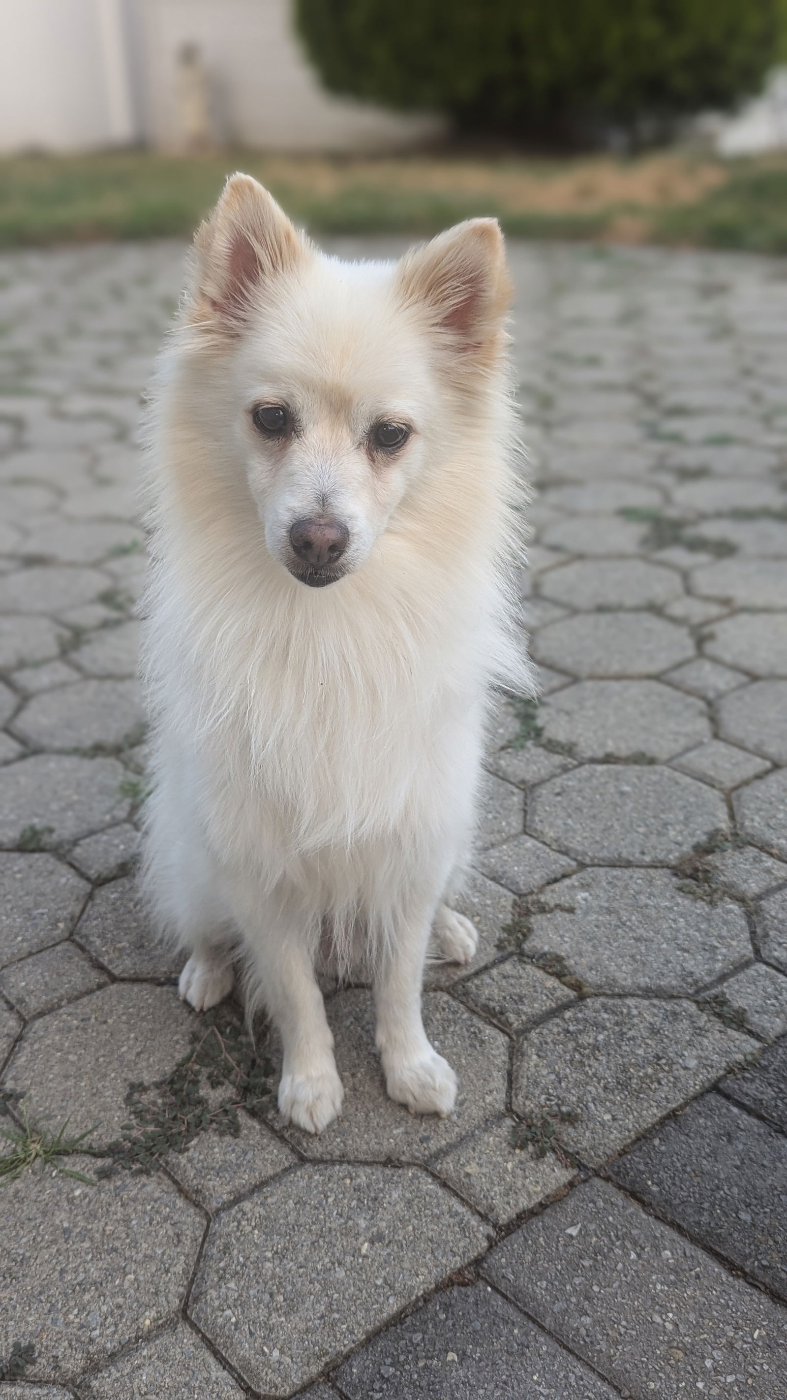 adoptable Dog in Morganville, NJ named Simba