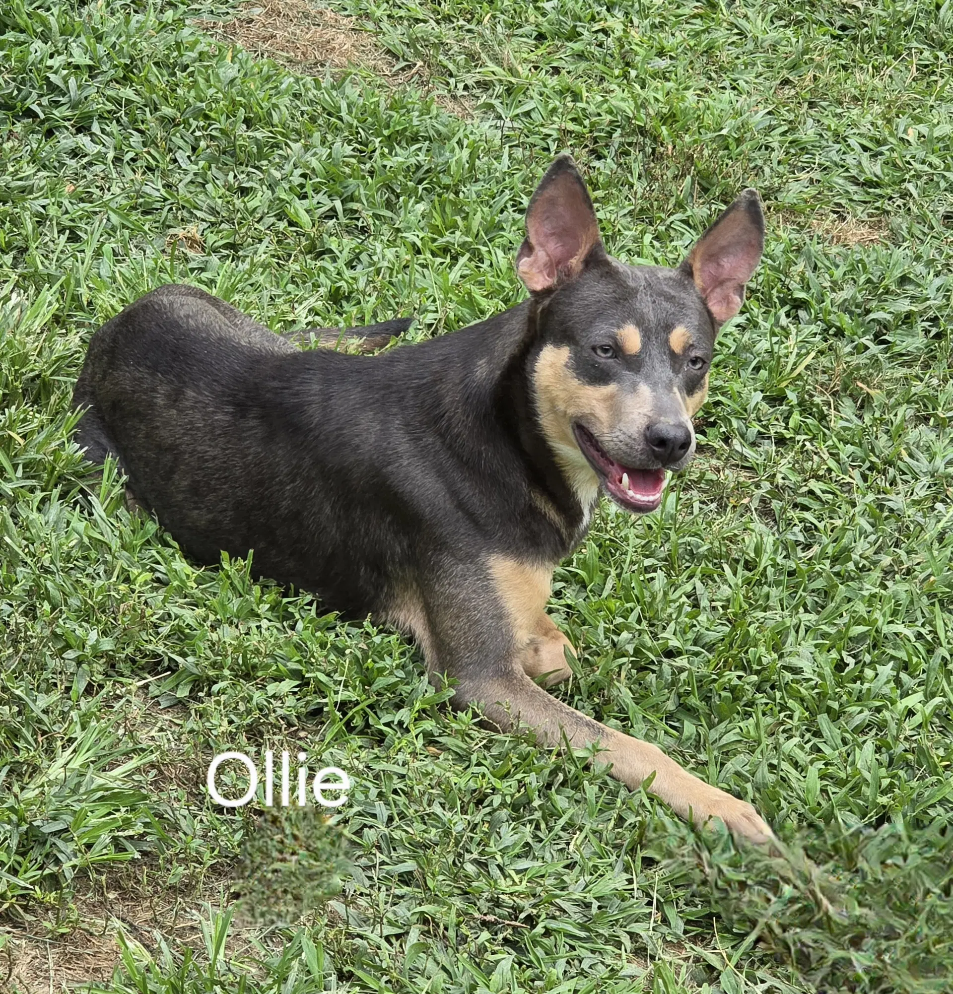 Ollie image 3