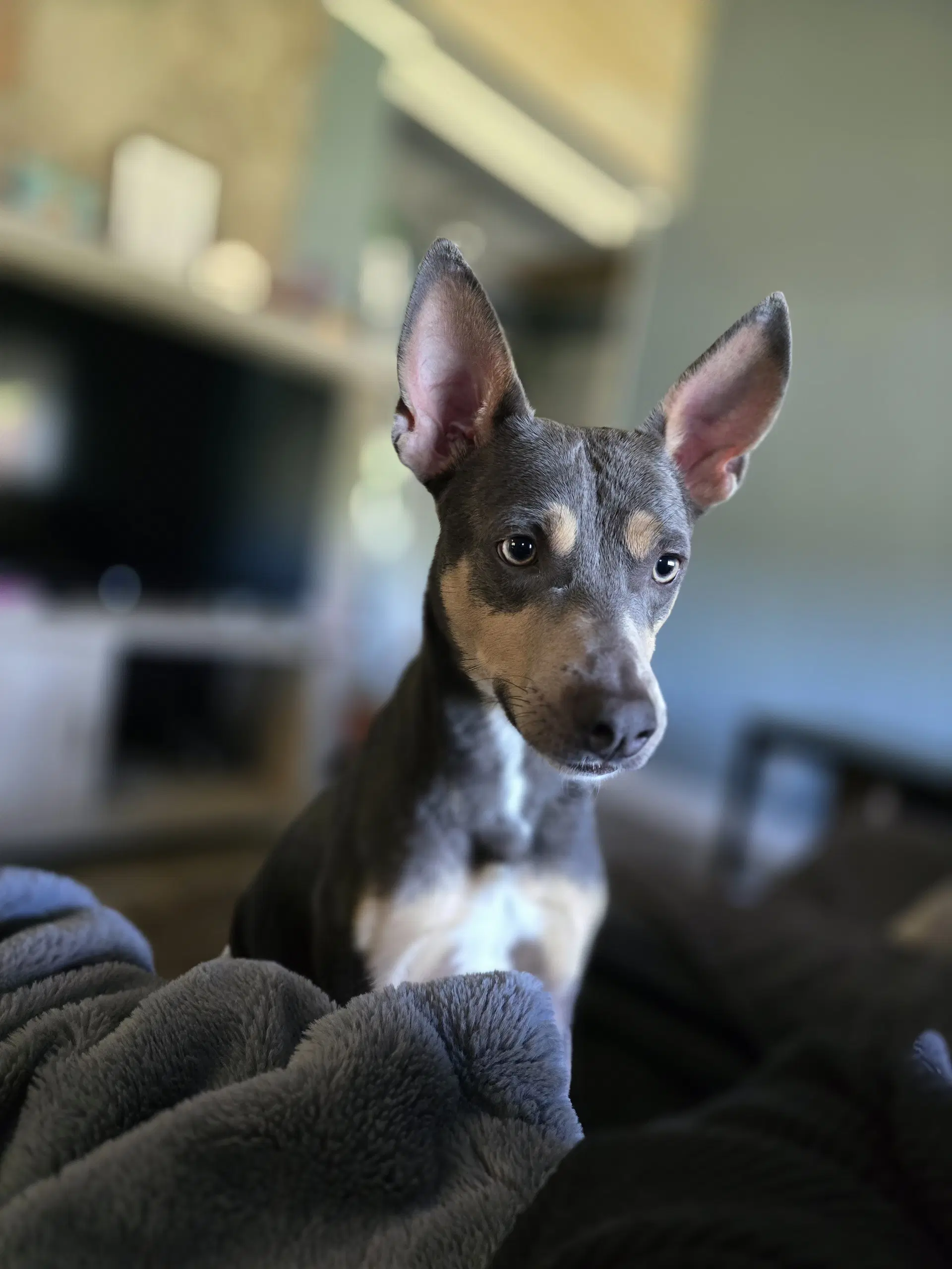 Ollie image 2
