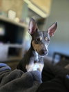 Ollie