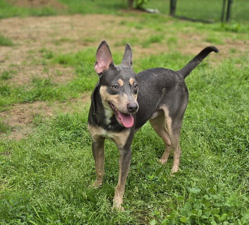 Ollie, a dog for adoption from 3 Hearts 4 Paws Animal Rescue