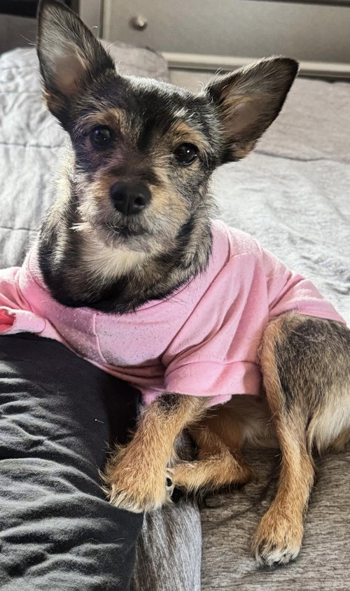MIA - Terrier available for adoption