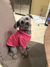 Raven