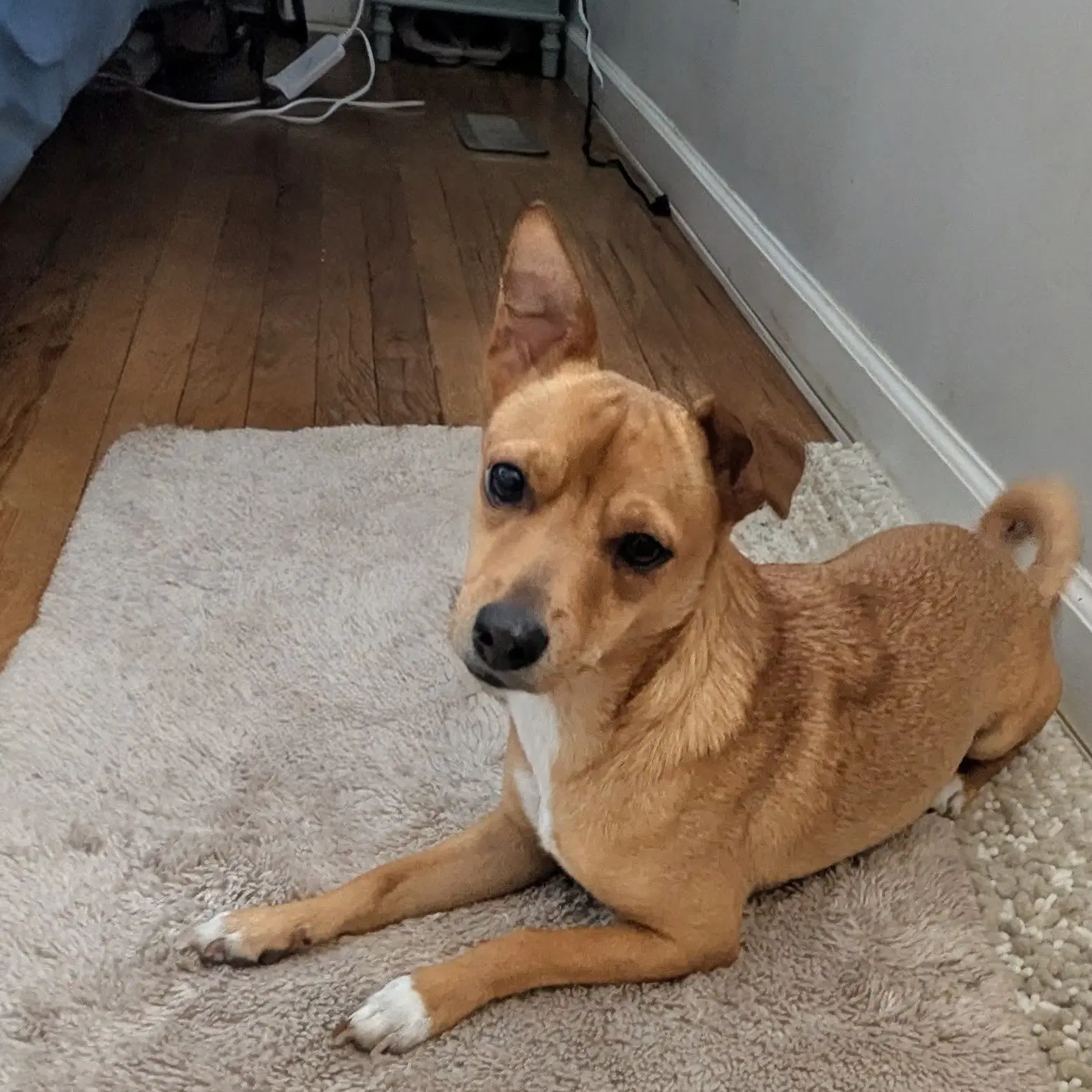 Bu-Cee - Chihuahua