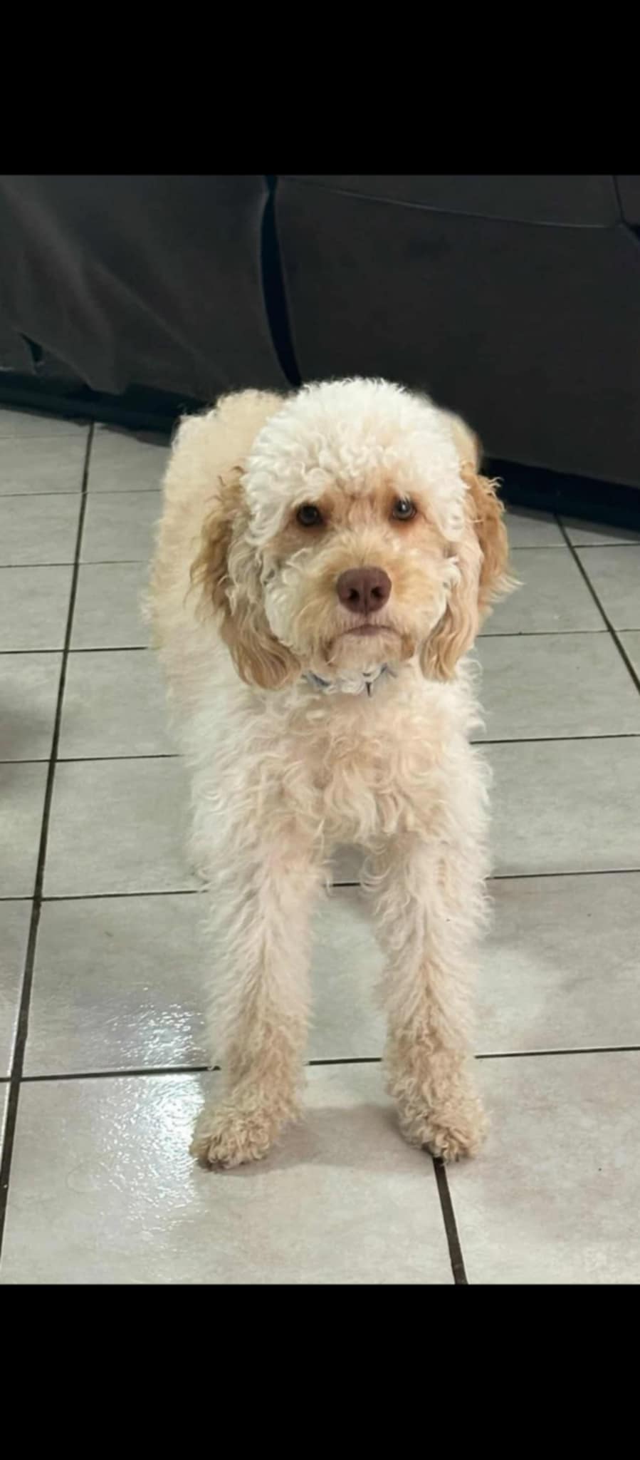 Canelo