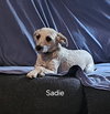 Sadie