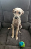 Sadie
