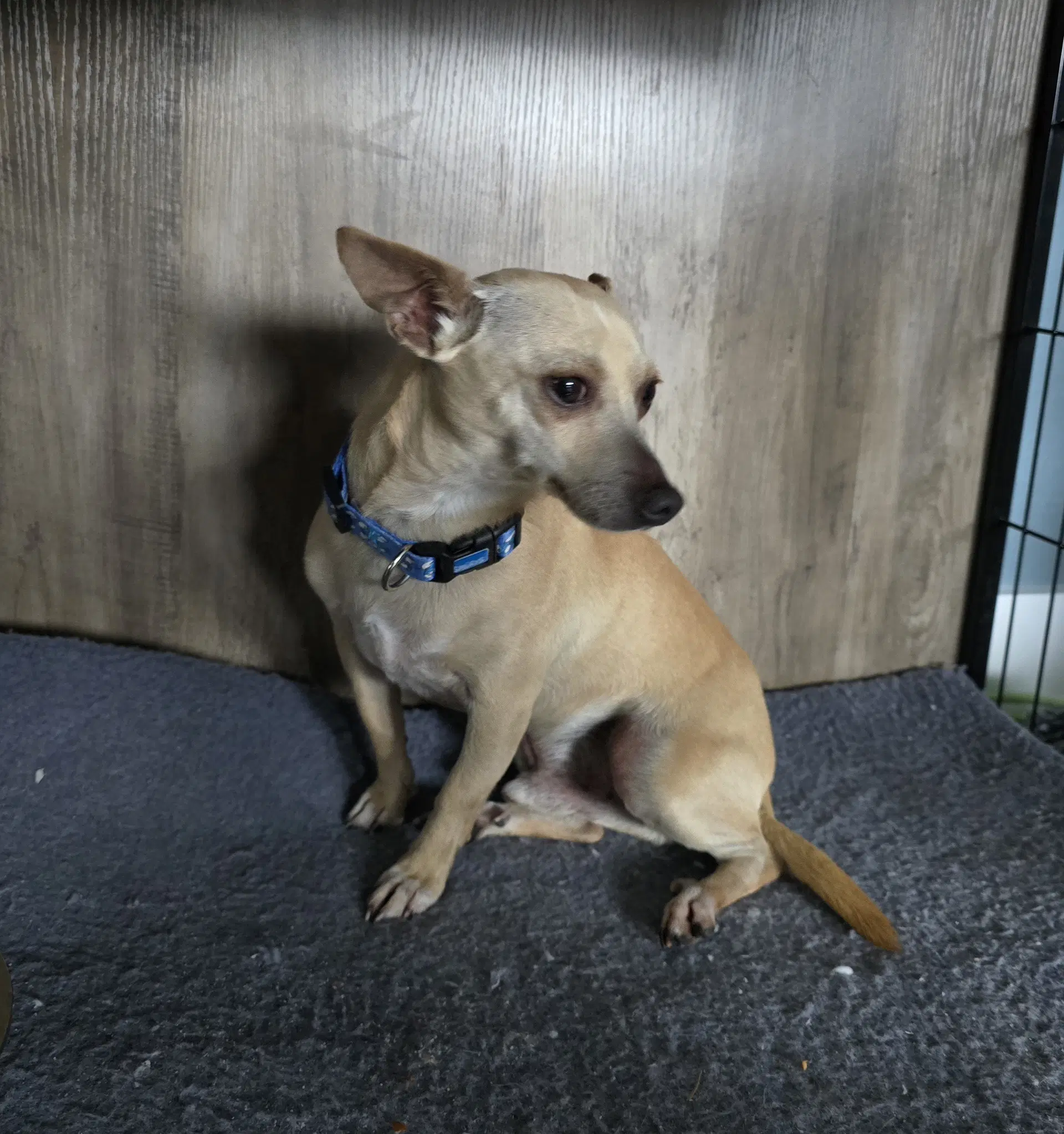 Chico image 4