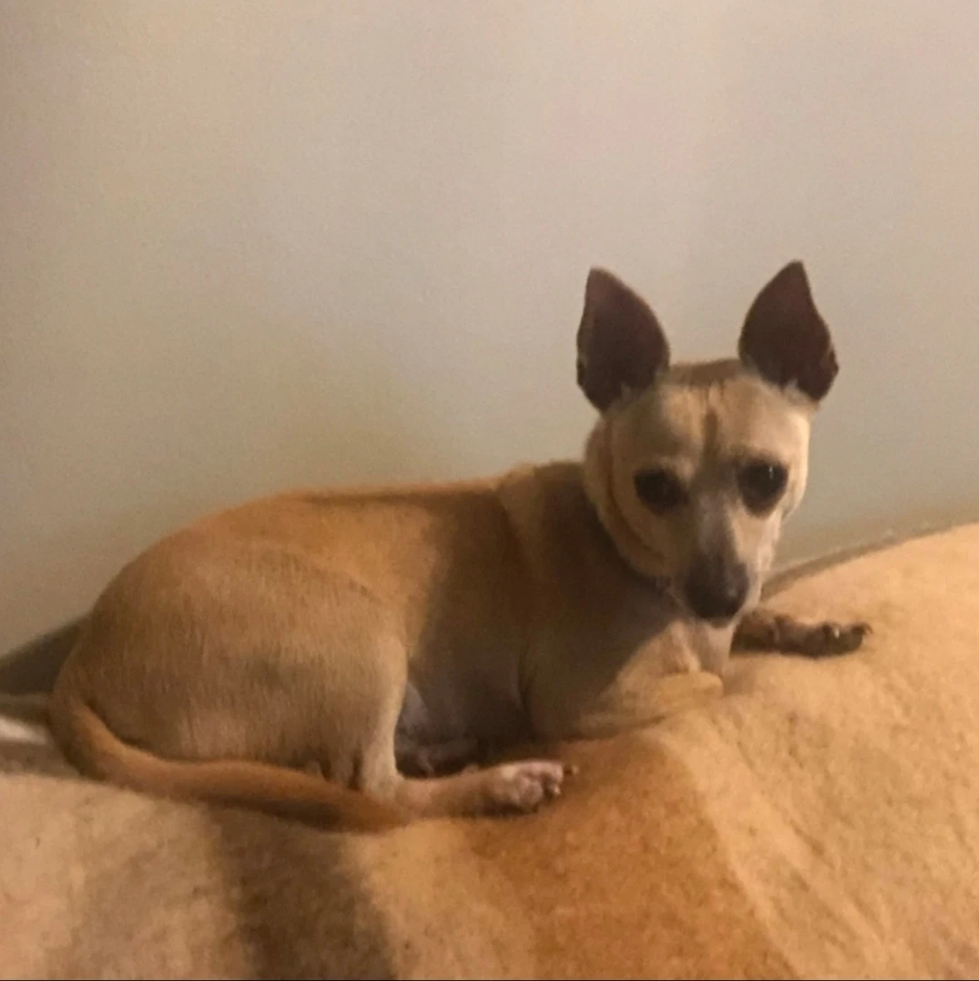 Chico