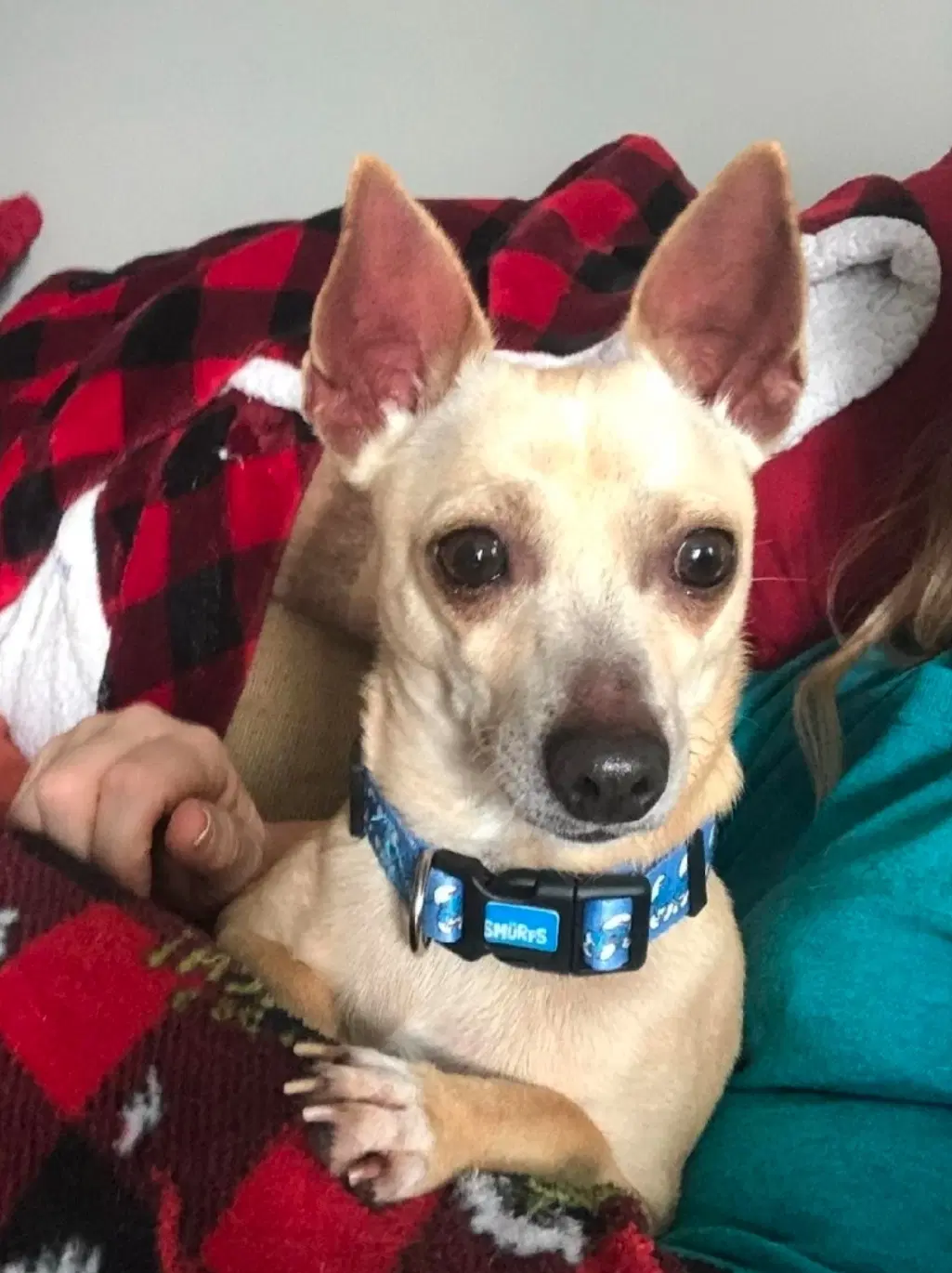 Chico image 2