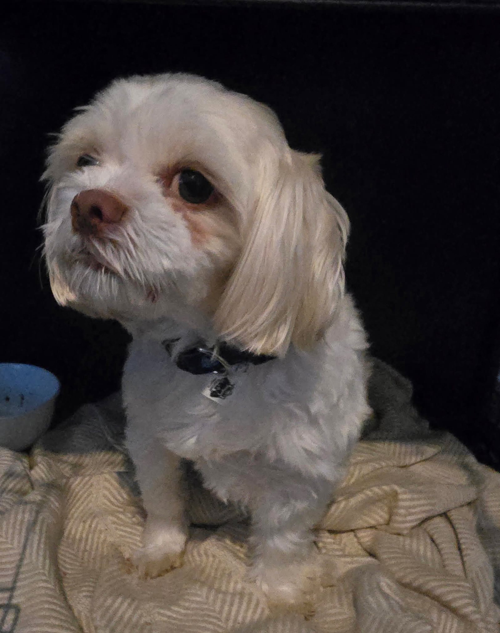 Alfie