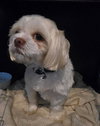 Alfie