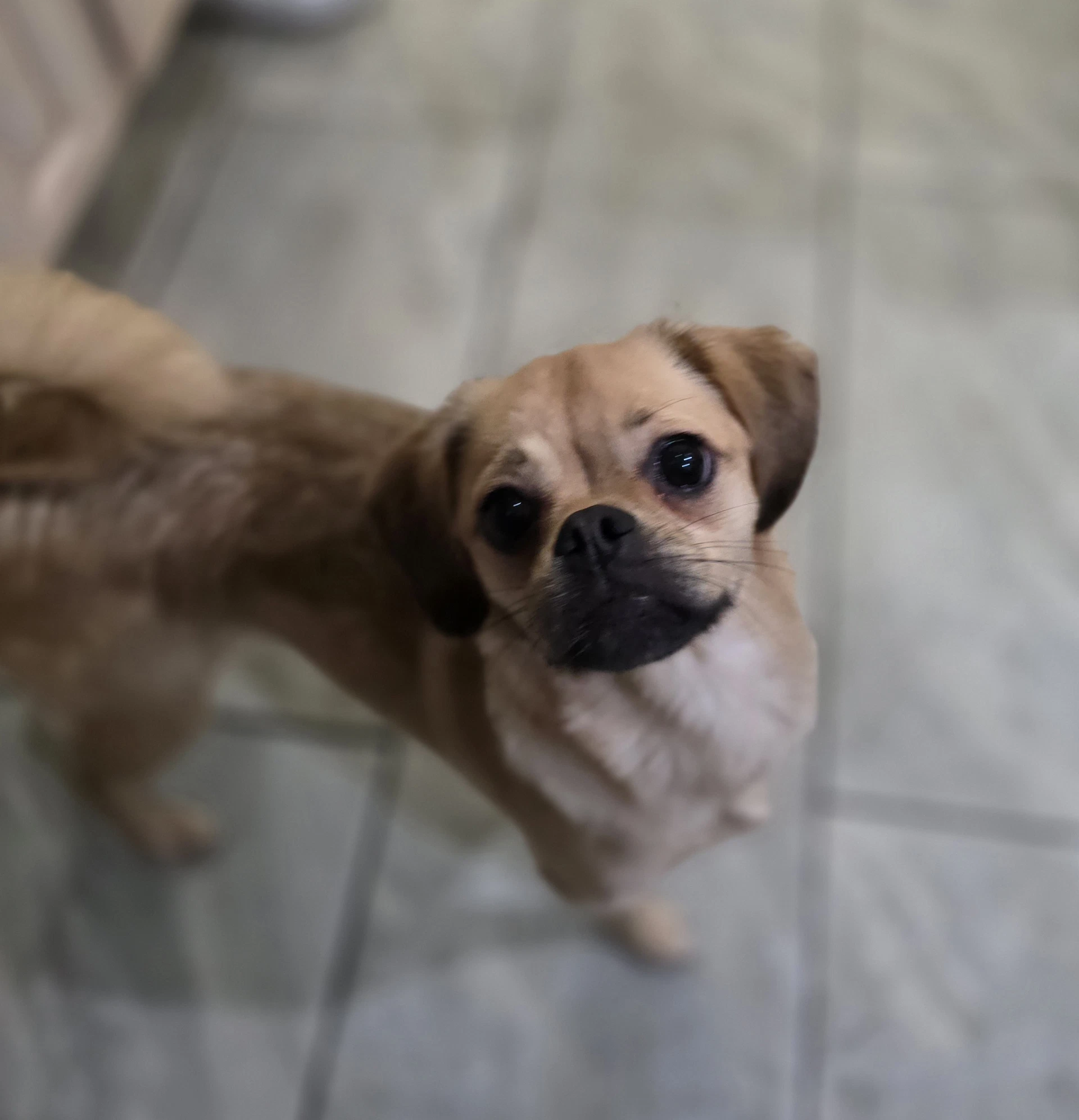 Lily