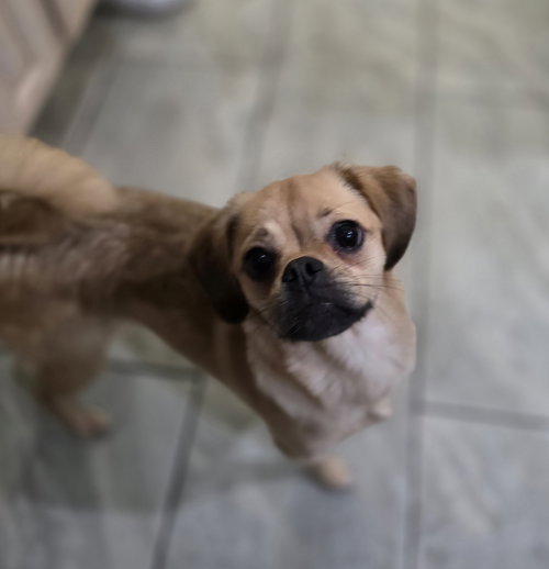 Lily, an adoptable Pug in Morganville, NJ