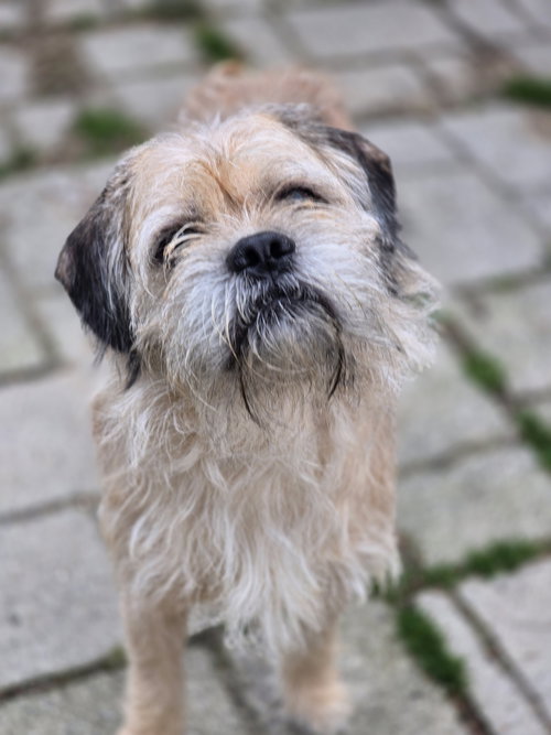 Marshmallow, an adoptable Terrier in Morganville, NJ