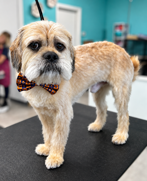 Marshmallow, a dog for adoption from 3 Hearts 4 Paws Animal Rescue