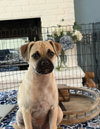Faro