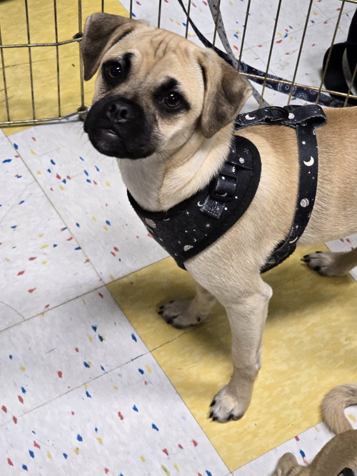 Faro, an adoptable Pug in Morganville, NJ
