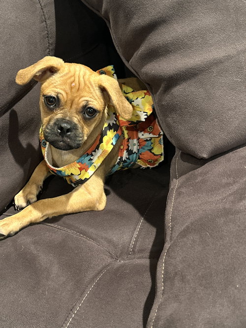 Baixa, an adoptable Pug in Morganville, NJ