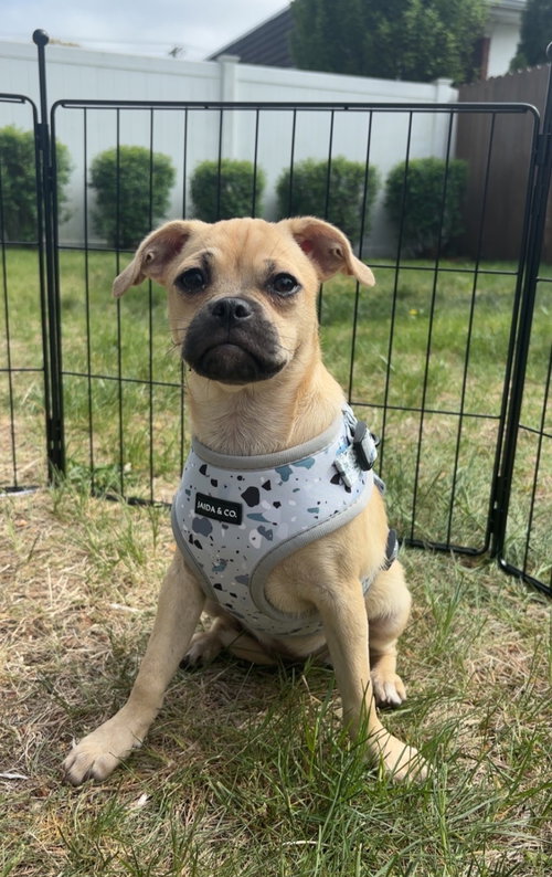 Ibizia, an adoptable Pug in Morganville, NJ