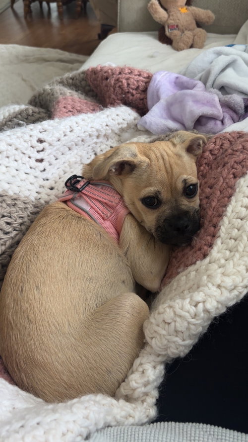 Ibizia, an adoptable Pug in Morganville, NJ