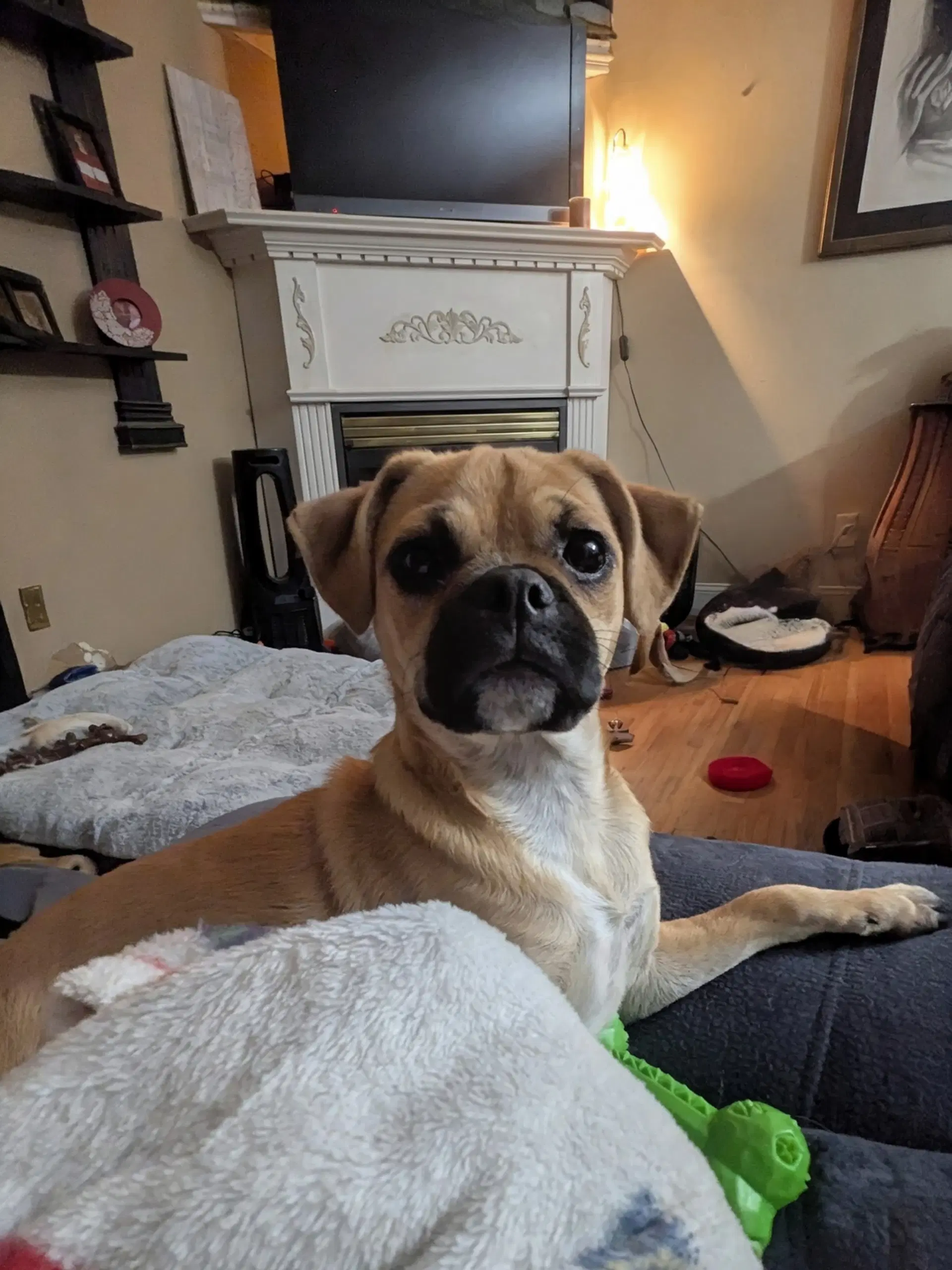 Viana - Pug