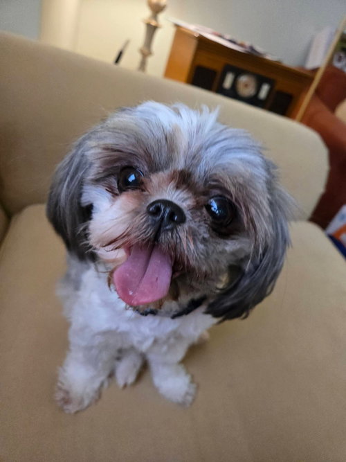 Belcy, an adoptable Unknown breed in Morganville, NJ