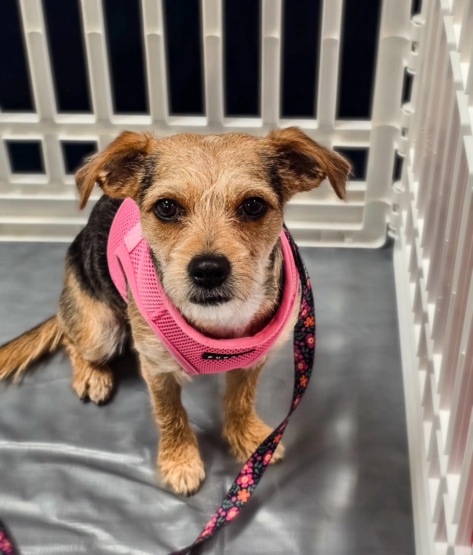 Linda - Yorkshire Terrier Yorkie
