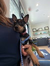 Arlo