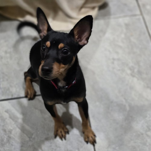 Arlo