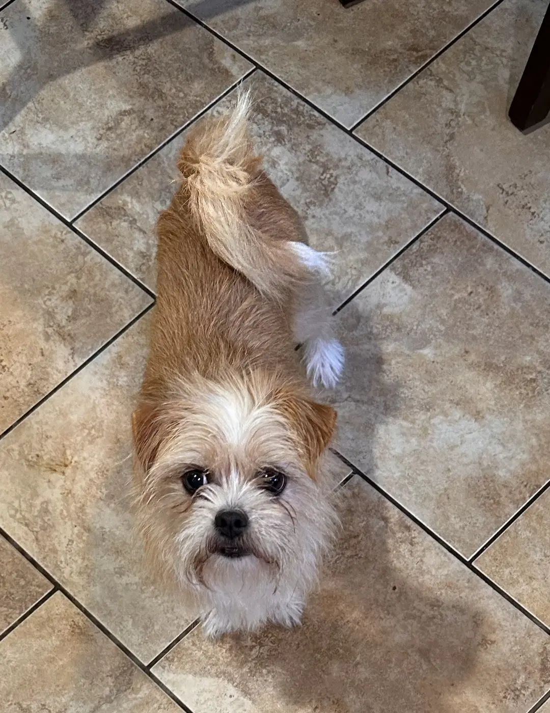 Trevi - Terrier