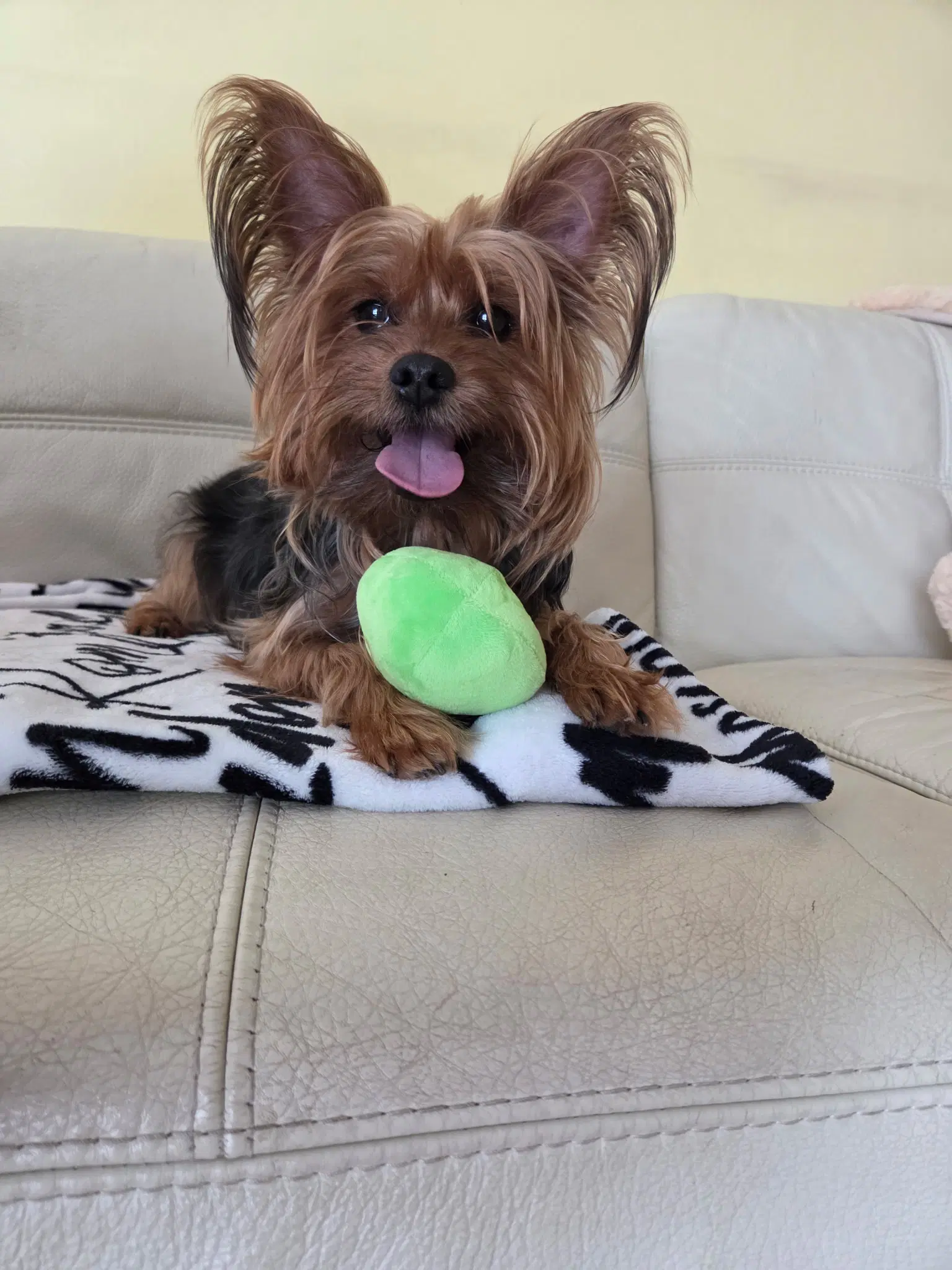 Cookie - Yorkshire Terrier Yorkie