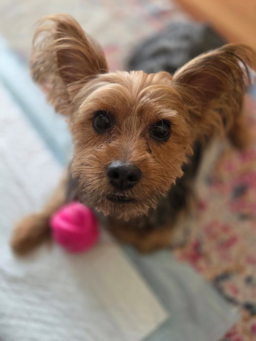 Cookie, photo 2