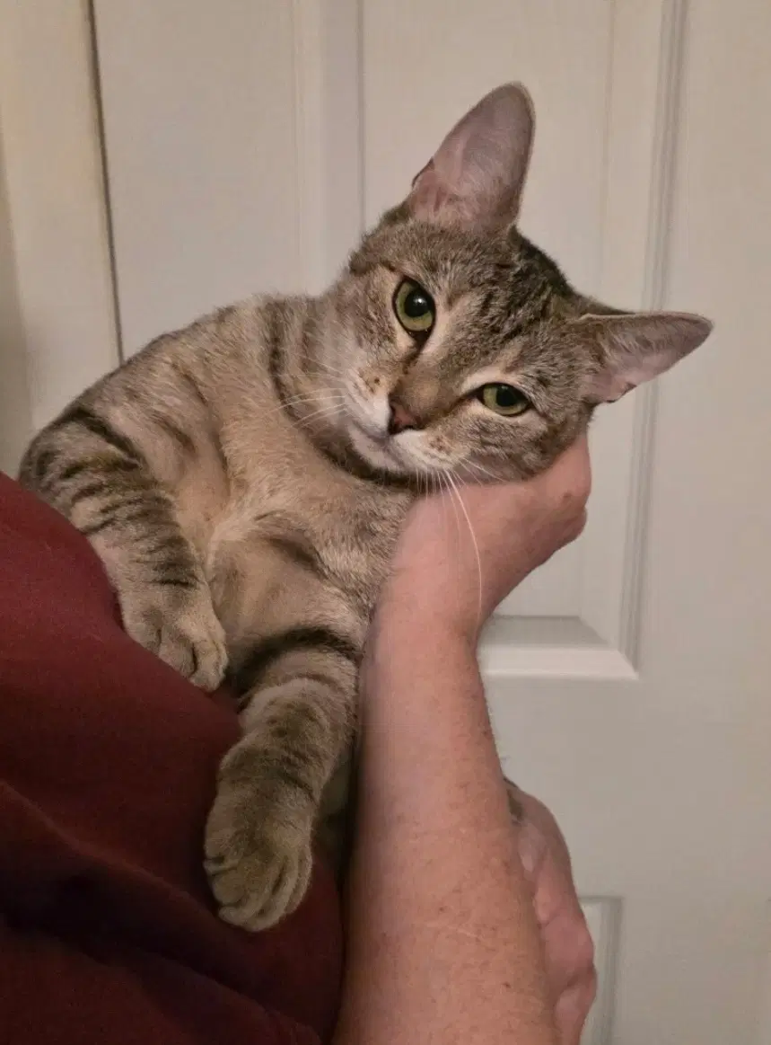 Shiloh - Domestic Short Hair