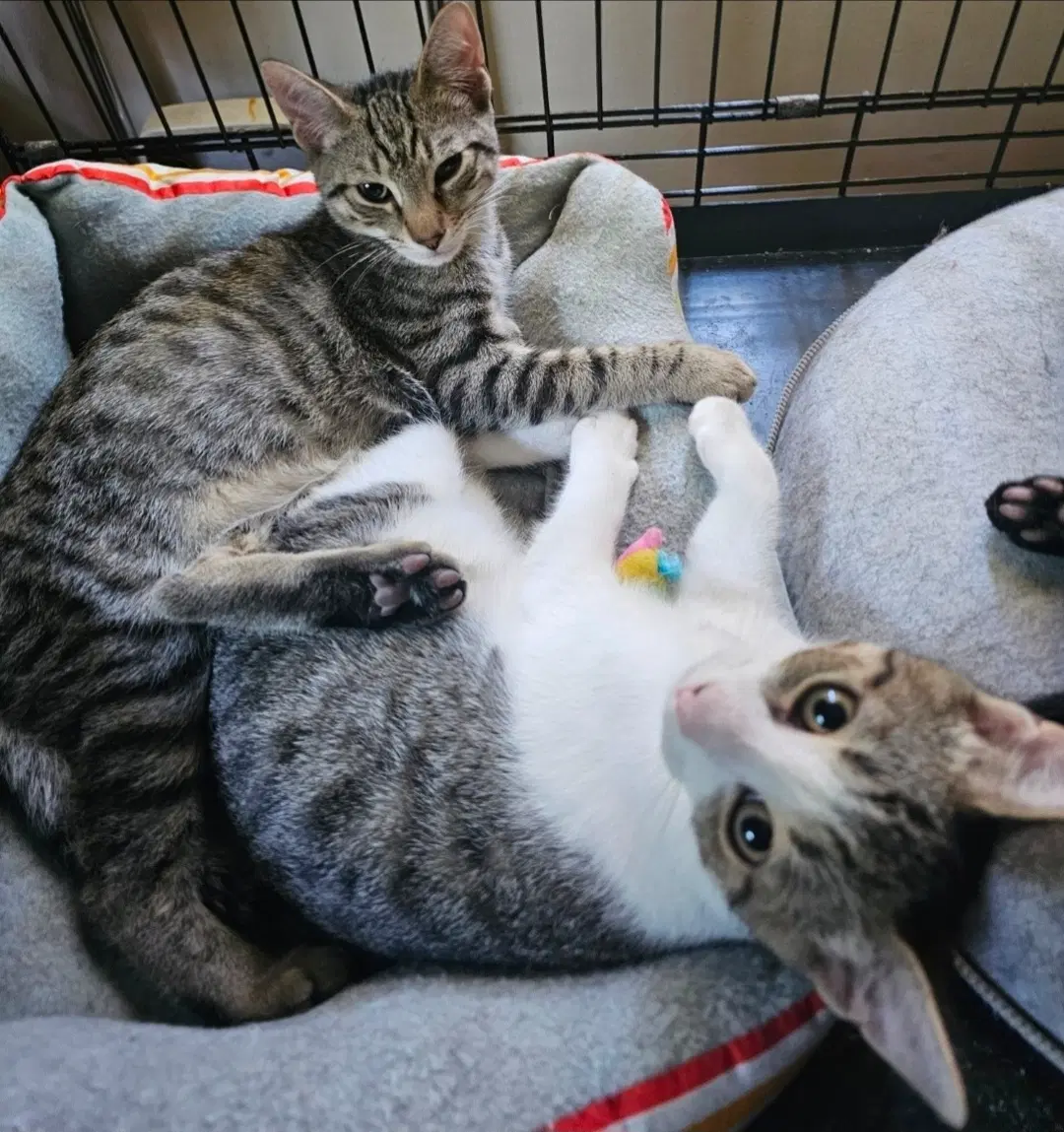 Tater Tot - Domestic Short Hair
